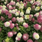 Hortenzia metlinatá (Hydrangea paniculata) ´LIVING COLOURFUL COCKTAIL´® by LIVING CREATIONS® - výška 20-30 cm, kont. C2L